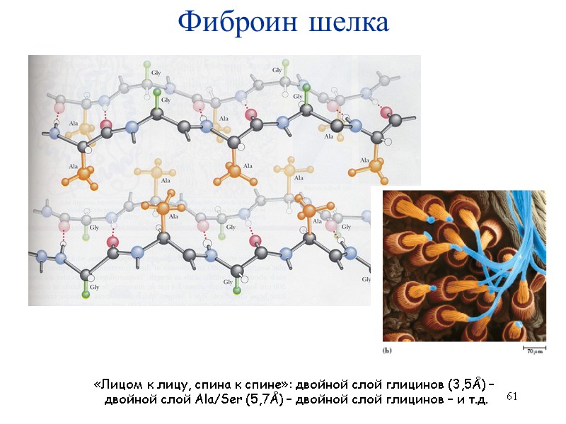 61 Фиброин шелка «Лицом к лицу, спина к спине»: двойной слой глицинов (3,5Å) –